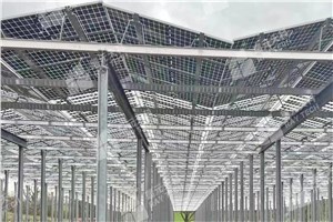 Raytech’s customized light-transmitting modules help Germany’s Agri-PV projects, and doublel-glass technology leads a new chapter in green agriculture